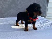 June, a female Dachshund for sale in Fennimore, WI – 7 of 9