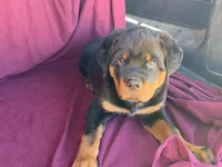 Chopper, a male Rottweiler for sale in Fennimore, WI – 4 of 10