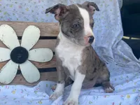 Sassy, a female Boston Terrier and Fox Terrier for sale in Fennimore, WI – 7 of 8