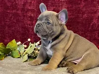 Tank, a male French Bulldog for sale in Fennimore, WI – 2 of 9