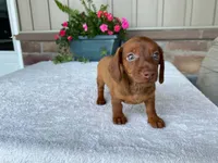 Starburst, a female Dachshund for sale in Fennimore, WI – 10 of 10