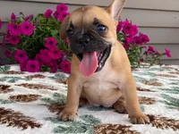 Bubbles, a female French Bulldog for sale in Fennimore, WI – 8 of 10