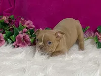 Zasha, a female Frenchton for sale in Fennimore, WI – 4 of 10