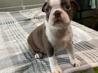 Ruby, a female Boston Terrier for sale in Fennimore, WI – 5 of 10