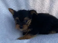 Chandler, a male Yorkshire Terrier for sale in Fennimore, WI – 5 of 10