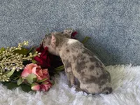 Sparkles, a female Frenchton for sale in Fennimore, WI – 3 of 7
