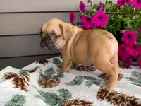 Puffer, a male French Bulldog for sale in Fennimore, WI – 6 of 10