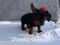 June, a female Dachshund for sale in Fennimore, WI – 3 of 9