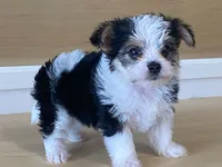 Princess, a female Morkie for sale in Fennimore, WI – 10 of 10
