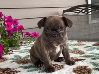 Spike, a male French Bulldog for sale in Fennimore, WI – 3 of 10