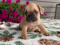 Puffer, a male French Bulldog for sale in Fennimore, WI – 9 of 10