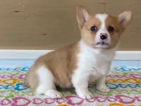 Roxie, a female Pembroke Welsh Corgi for sale in Fennimore, WI – 5 of 10
