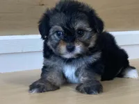 Lexi, a female Morkie for sale in Fennimore, WI – 5 of 10