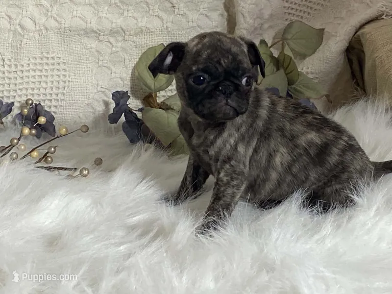 Victor – Pug puppy for sale in Fennimore, WI
