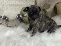 Victor, a male Pug for sale in Fennimore, WI – 1 of 10