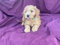 Goldy, a female Goldendoodle for sale in Fennimore, WI – 10 of 10