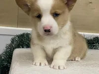 Sniff, a male Pembroke Welsh Corgi for sale in Fennimore, WI – Photo 2 of 9