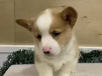 Sniff, a male Pembroke Welsh Corgi for sale in Fennimore, WI – Photo 9 of 9