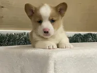 Sniff, a male Pembroke Welsh Corgi for sale in Fennimore, WI – Photo 7 of 9