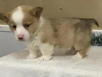 Sniff, a male Pembroke Welsh Corgi for sale in Fennimore, WI – Photo 5 of 9