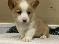 Sniff, a male Pembroke Welsh Corgi for sale in Fennimore, WI – Photo 6 of 9