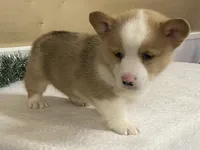 Sniff, a male Pembroke Welsh Corgi for sale in Fennimore, WI – Photo 4 of 9