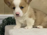 Sniff, a male Pembroke Welsh Corgi for sale in Fennimore, WI – Photo 1 of 9