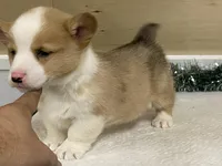 Sniff, a male Pembroke Welsh Corgi for sale in Fennimore, WI – Photo 8 of 9