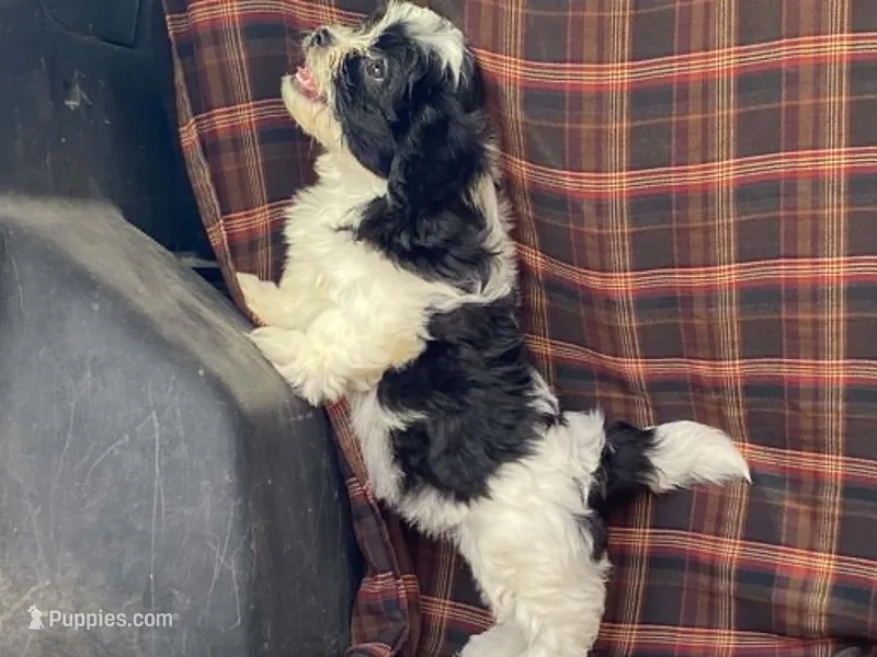 LULU – Bichon Frise, Shih Tzu puppy for sale in Fennimore, WI