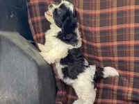 LULU, a female Bichon Frise and Shih Tzu for sale in Fennimore, WI – 1 of 9