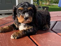 Teddy, a male Cavapoo for sale in Fennimore, WI – 8 of 10