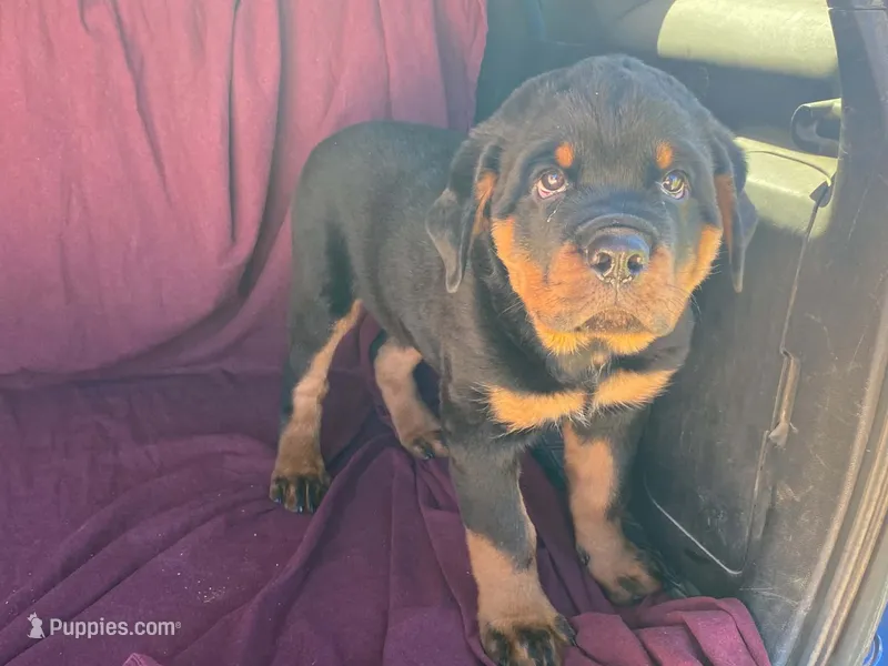 Chopper – Rottweiler puppy for sale in Fennimore, WI