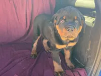 Chopper, a male Rottweiler for sale in Fennimore, WI – 1 of 10