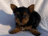 Chad, a male Yorkshire Terrier for sale in Fennimore, WI – 7 of 10