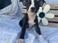 Midnight, a female Boston Terrier and Fox Terrier for sale in Fennimore, WI – 9 of 10