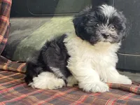 Lex, a male Bichon Frise and Shih Tzu for sale in Fennimore, WI – 2 of 10