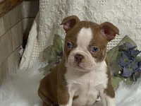 yeti, a male Boston Terrier for sale in Fennimore, WI – 8 of 9