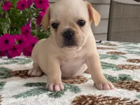 Sunshine, a female French Bulldog for sale in Fennimore, WI – 5 of 9