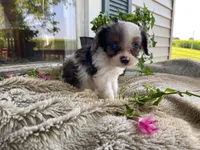Pepsi, a male Cavapoo for sale in Fennimore, WI – 7 of 10