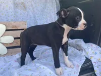 Midnight, a female Boston Terrier and Fox Terrier for sale in Fennimore, WI – 8 of 10