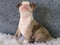 Sammy, a male Frenchton for sale in Fennimore, WI – 9 of 10