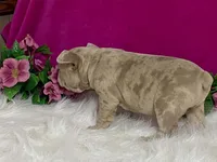 Zelda, a female Frenchton for sale in Fennimore, WI – 8 of 10