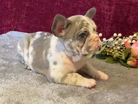 Bossy, a female French Bulldog for sale in Fennimore, WI – 2 of 10