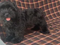 King, a male Cavalier King Charles Spaniel and Shih Tzu for sale in Fennimore, WI – 6 of 7