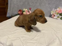 Red, a male Dachshund for sale in Fennimore, WI – Photo 8 of 10