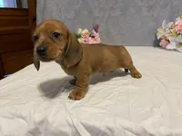 Red, a male Dachshund for sale in Fennimore, WI – Photo 1 of 10