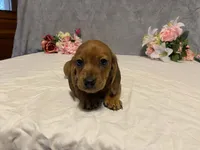 Red, a male Dachshund for sale in Fennimore, WI – Photo 6 of 10