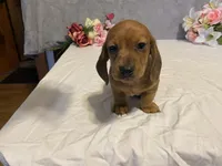 Red, a male Dachshund for sale in Fennimore, WI – Photo 3 of 10