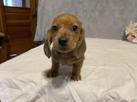 Red, a male Dachshund for sale in Fennimore, WI – Photo 7 of 10