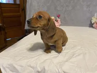 Red, a male Dachshund for sale in Fennimore, WI – Photo 9 of 10